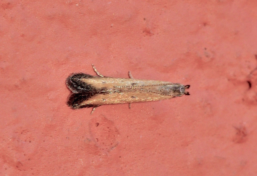 Crossobela trinotella (Gelechiidae)